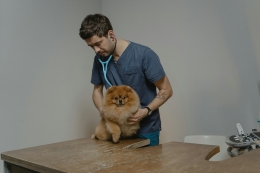 Comment enlever les poils d'animaux sur une blouse vétérinaire ?